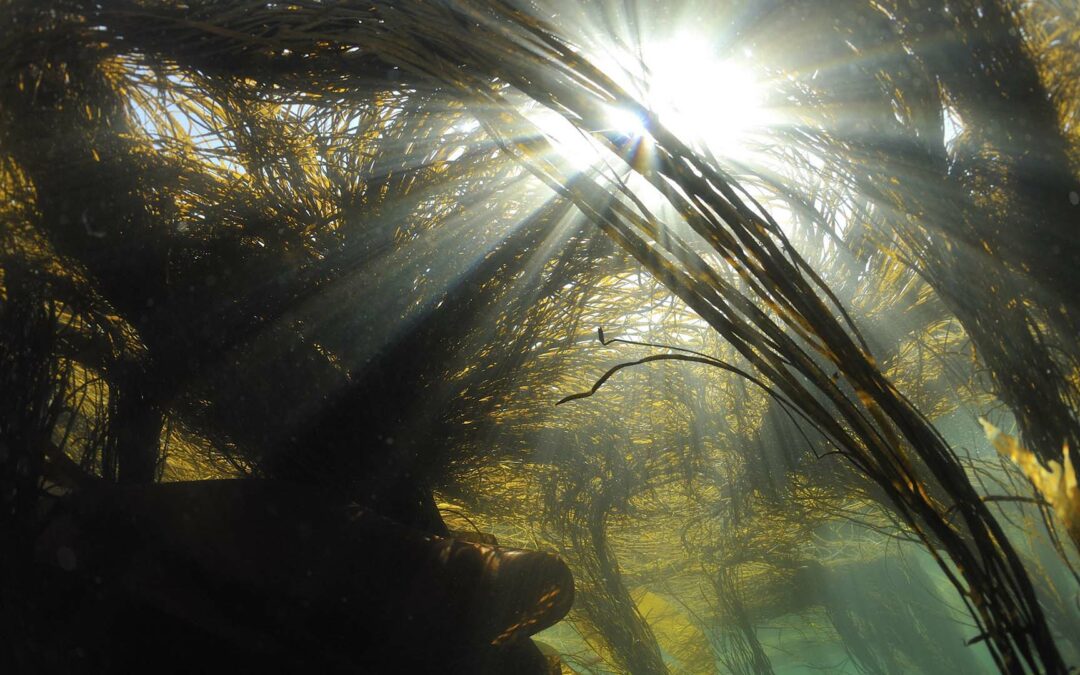 UN Plastic Treaty negotiations: Call to all Seaweed Packaging Companies