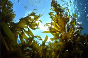 Seaweeds and Climate: Why do we need a UN Global Seaweed Initiative?