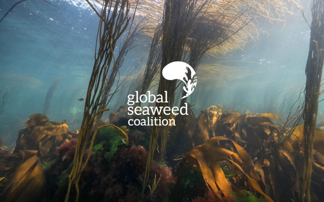 Global Seaweed Coalition secures critical funding to continue its operations