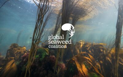 Global Seaweed Coalition secures critical funding to continue its operations