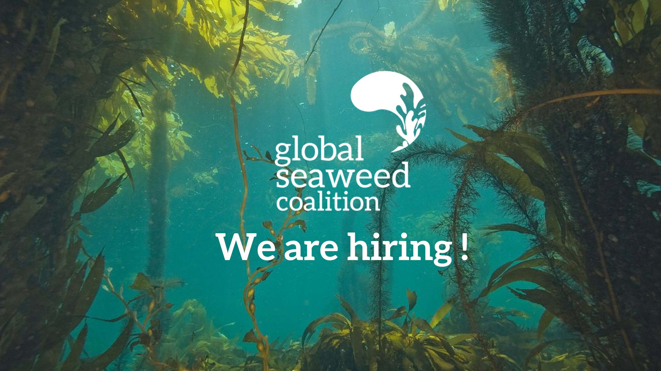 The Global Seaweed Coalition is hiring a fundraising manager